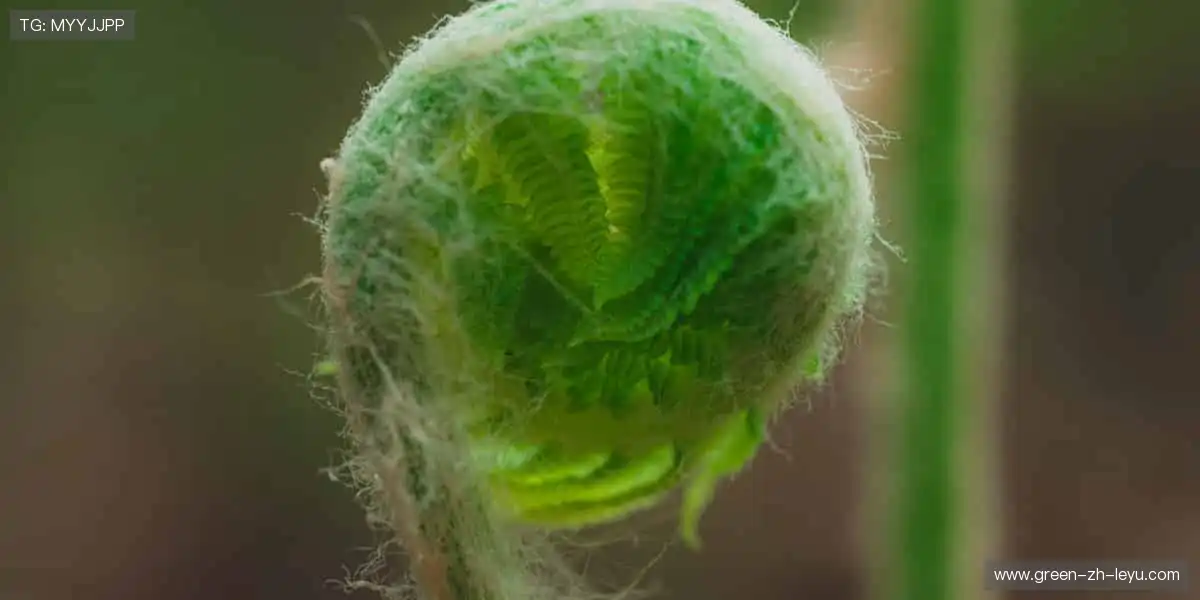 📺全球赛事,超清直播,不错过每一个精彩瞬间!